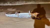 Cocodrilo muerto hallado presuntamente en Puerto Vallarta, a la orilla del mar.