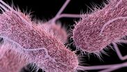 Brote de salmonela por huevos: 98 casos en 17 estados de EE. UU.
