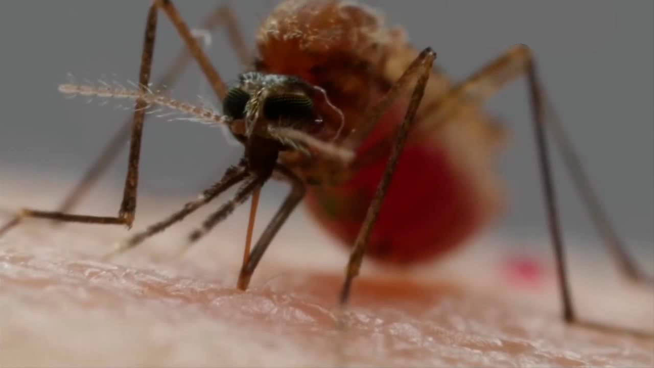 Jalisco reforzará las acciones contra el dengue durante la temporada de lluvias. La entidad pasó del primer al lugar 16 nacional en incidencia.