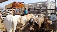 El ganado mexicano se importará nuevamente a EU | Cuartoscuro