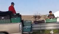 Habitantes cercanos a la autopista 57 sobre el rumbo San Luis-Querétaro robaron el producto de un camión había sufrido un siniestro.