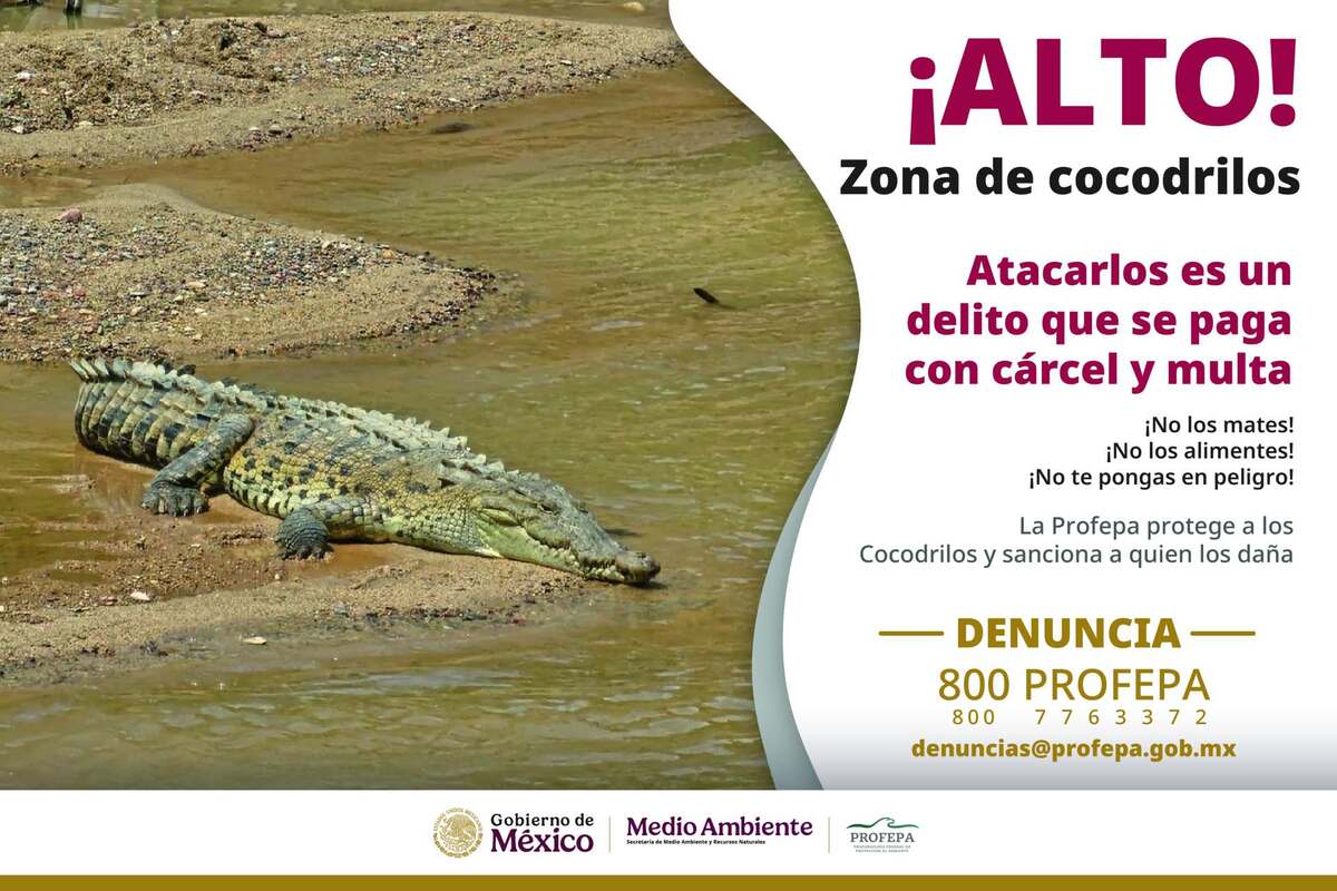 Profepa advierte varios años de cárcel por agredir o alimentar cocodrilos en Puerto Vallarta y Bahía de Banderas. Conoce las multas y reporta.