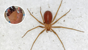 ¿Qué hacer si te pica una araña violinista? Así puedes identificarla