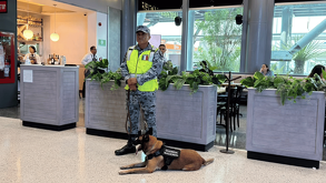 Conoce cómo la Guardia Nacional protege el Aeropuerto Internacional de Monterrey. Usan binomios caninos, inspecciones y operativos de vialidad.