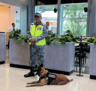 Conoce cómo la Guardia Nacional protege el Aeropuerto Internacional de Monterrey. Usan binomios caninos, inspecciones y operativos de vialidad.