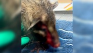 La tlacuache hembra tenía un golpe severo en la zona craneofacial | Cortesía: TAC Una Protección al Entorno A.C.