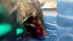 un tlacuache con una herida en su cabeza