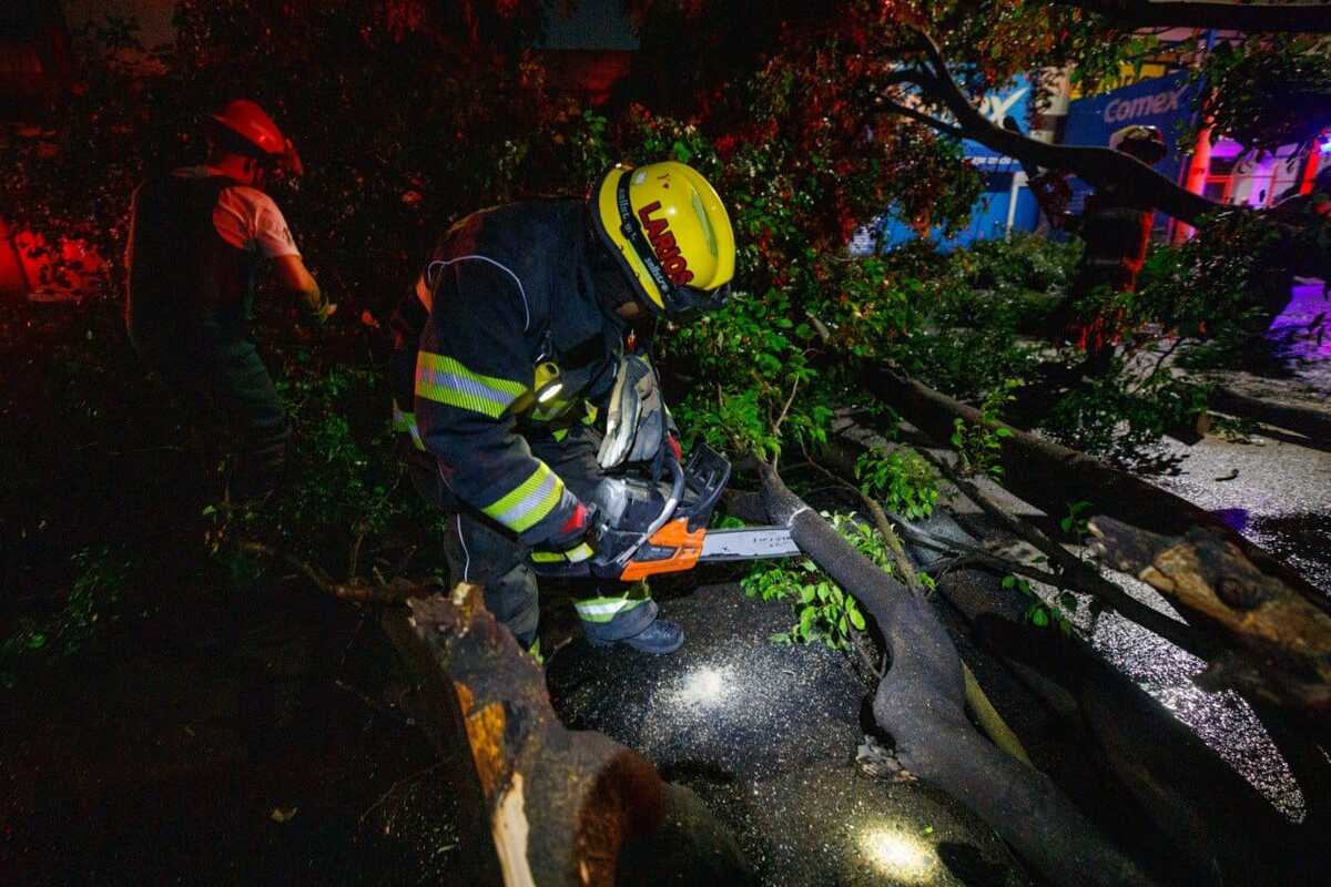 Arbol caído