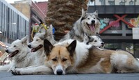 Perro sin correa acostados en las calles de la Ciudad de México