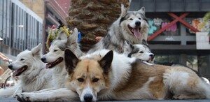 Perro sin correa acostados en las calles de la Ciudad de México