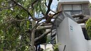 Cae árbol de sobre finca y deja sin luz a la colonia La Victoria en Guadalajara. | Luis Ángel Pedraza