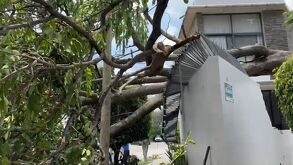 Cae árbol de sobre finca y deja sin luz a la colonia La Victoria en Guadalajara