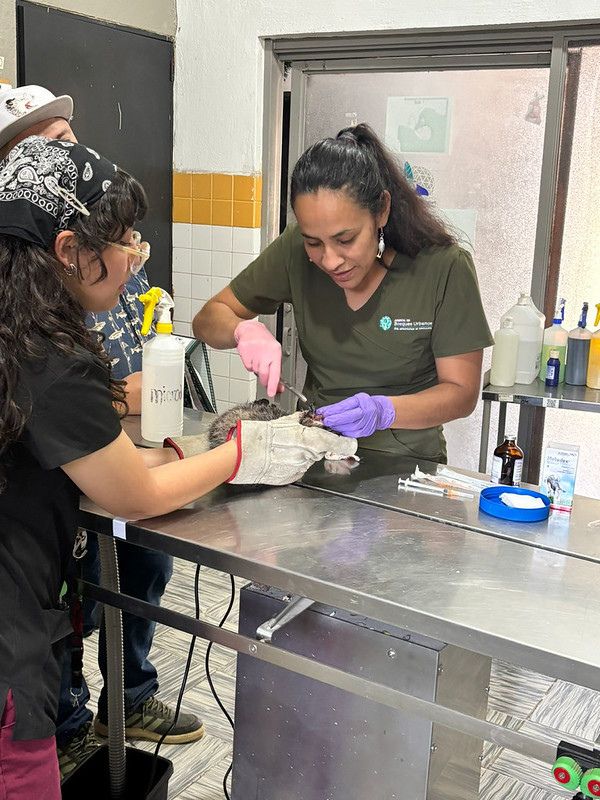 Una foto de la atención que le brindan a una especie de fauna silvestre