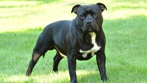 Perro de la raza American Staffordshire color negro con el pecho blanco en medio de un campo abierto con pasto
