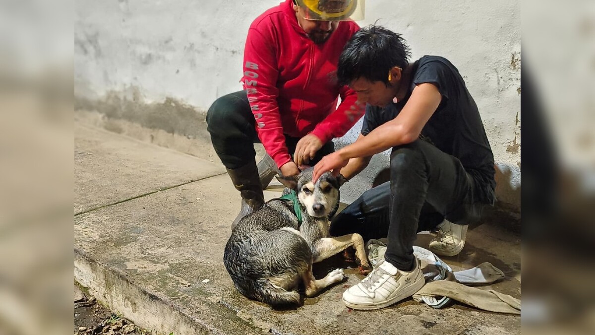 Hombre y bombero de Protección Civil acariciando un perro con el pelaje mojado echado sobre una banqueta en Guadalajara