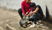 Hombre y bombero de Protección Civil acariciando un perro con el pelaje mojado echado sobre una banqueta en Guadalajara