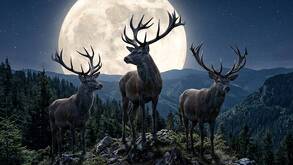 Tres ciervos con largos cuernos en la cima de una montaña; es de noche y el animal está iluminado por la luz de la luna llena