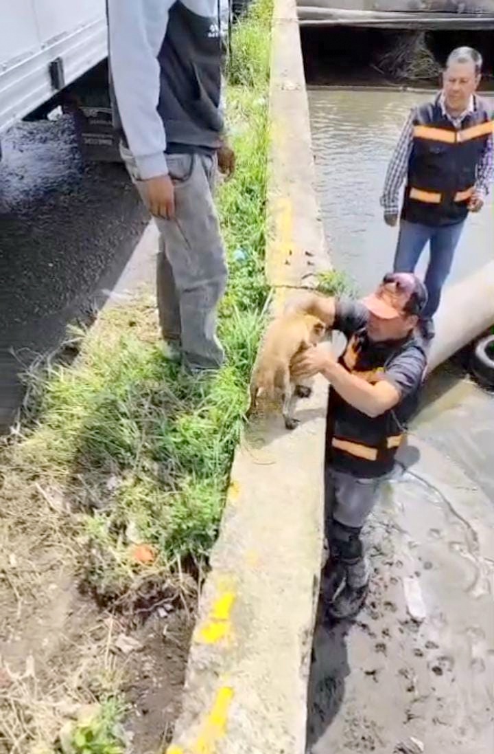 Perro rescatado
