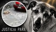La demora en recibir atención y la gravedad de sus heridas terminaron por costarle la vida al can de 13 años / Carolina Espinosa Rivera