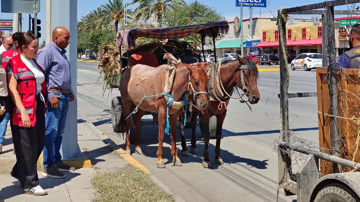 Caballos