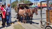 Tras detectar heridas y posibles lesiones, autoridades enviaron a revisión veterinaria a dos caballos usados para jalar un carromato.
