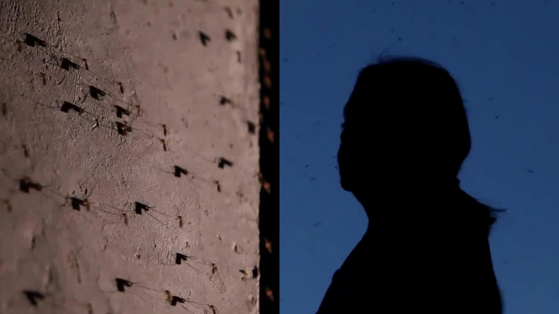 El municipio de Nextlalpan sufre una infestación de mosquitos por la contaminación del embalse por aguas residuales provenientes de la CdMx.