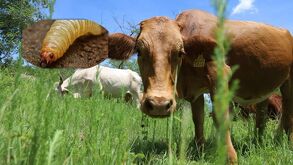 Las condiciones que favorecen la reproducción de la mosca es el calor | SADER Jalisco