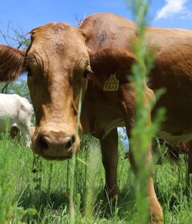 Las condiciones que favorecen la reproducción de la mosca es el calor | SADER Jalisco