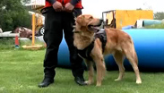 Cuautli y Balam: los nuevos perros de la Unidad Canina que detectarán explosivos en la UNAM