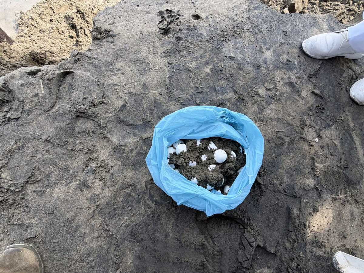 La Semar y Profepa rescataron 39 huevos de tortuga marina en Playa Azul, Michoacán. Conoce cómo los trasladaron para garantizar su eclosión segura.