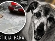 La demora en recibir atención y la gravedad de sus heridas terminaron por costarle la vida al can de 13 años / Carolina Espinosa Rivera