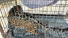 Los felinos son considerados como especies protegidas en el país. | FGR