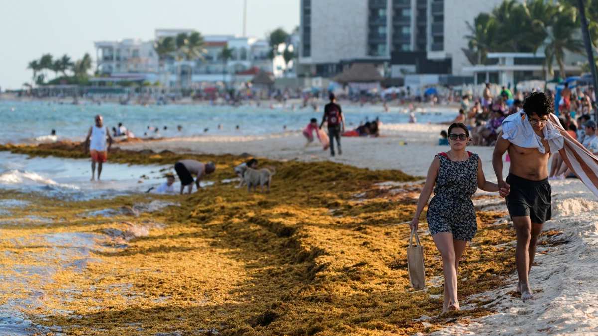 México invertirá millones de dólares para limpiar sargazo en el Caribe mexicano | AP