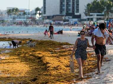 México invertirá millones de dólares para limpiar sargazo en el Caribe mexicano | AP
