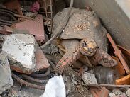 'Pascualina' se ha convertido en símbolo de esperanza para quienes buscan a sus mascotas. | Imagen: @alanrodriguez5333 vía Viory