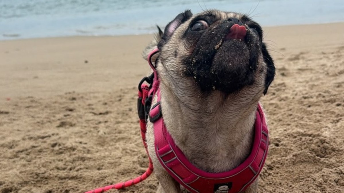 Cada perrito rescatado es una historia, un aprendiza y una oportunidad nueva | Refugio Buenos Chicos
