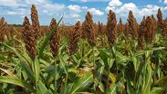 El sorgo cumplirá con estrictas normas de sanidad para elaborar bebidas tradicionales chinas, consumiendo 5 veces menos agua que el maíz.