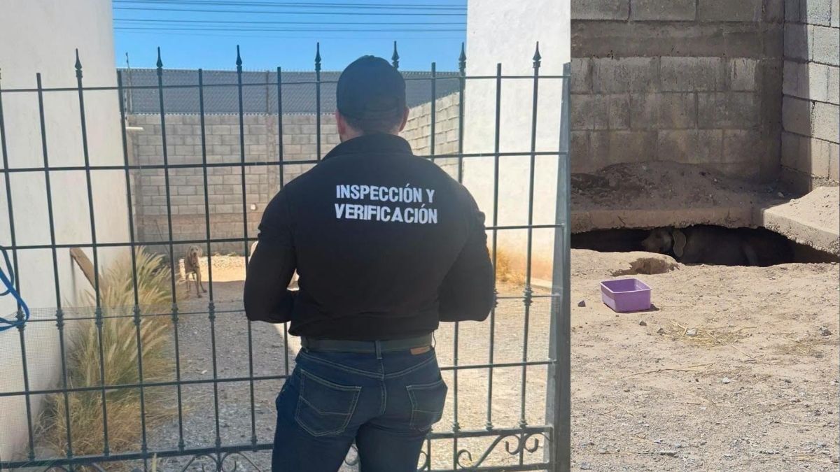 Agrupaciones animalistas advirtieron que, de persistir la negativa, el caso podría escalar a tribunales con un arresto de hasta 36 horas