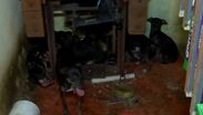 Hallan 16 perros Chihuahua en abandono y en condiciones críticas en San Nicolás