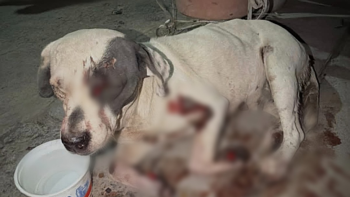Las pesquisas lograron dar con el paradero de las agresiones a 'Vaquita'.
