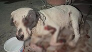 Las pesquisas lograron dar con el paradero de las agresiones a 'Vaquita'.
