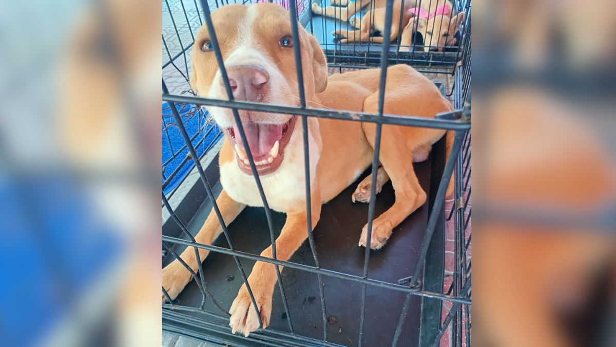 Perritos de diversos tamaños y razas esperan en la Plaza Principal; conoce el proceso de registro para brindarles protección y un nuevo hogar.