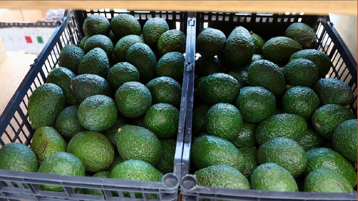 La producción de aguacate en Jalisco supera las 300 mil toneladas anuales. | Sader