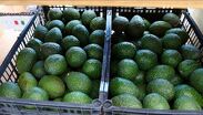 La producción de aguacate en Jalisco supera las 300 mil toneladas anuales. | Sader