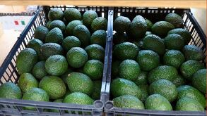 La producción de aguacate en Jalisco supera las 300 mil toneladas anuales. | Sader