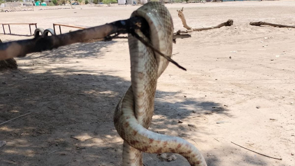 El reptil cruzó la vialidad buscando refugiarse del intenso sol en un puesto de comida del ejido San Miguel.