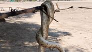 El reptil cruzó la vialidad buscando refugiarse del intenso sol en un puesto de comida del ejido San Miguel.