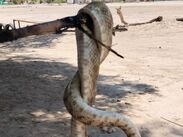 El reptil cruzó la vialidad buscando refugiarse del intenso sol en un puesto de comida del ejido San Miguel.