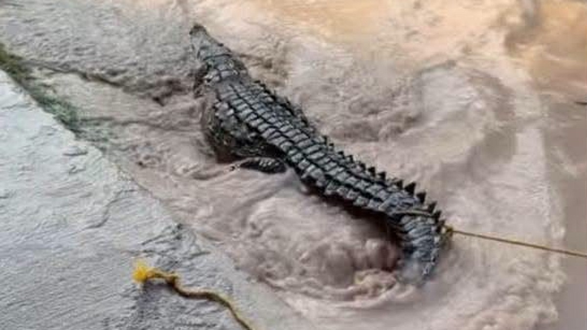 Las autoridades informaron que el cocodrilo será trasladado a su hábitat natural en la zona de los esteros
