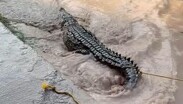 Las autoridades informaron que el cocodrilo será trasladado a su hábitat natural en la zona de los esteros